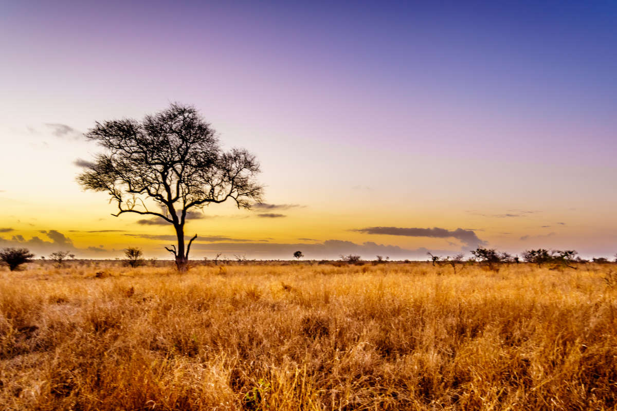 savana africa kruger national park