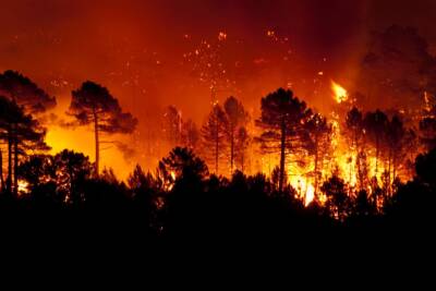 Incendio bosco