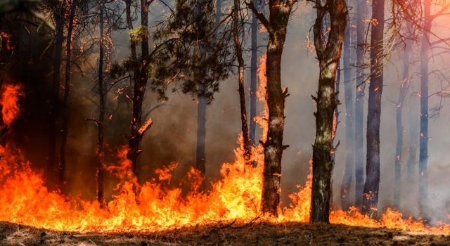 Incendio sul Carso e centinaia di evacuati a Jamiano