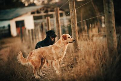 Recinto per cani