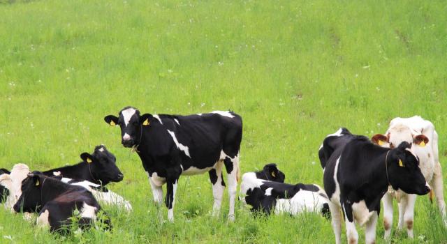 Mucche al pascolo morte: “Sorgo reso più tossico dalla siccità”  