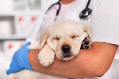 Cane dal veterinario