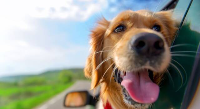 Trasportare animali in auto: come fare, la normativa e cosa bisogna sapere