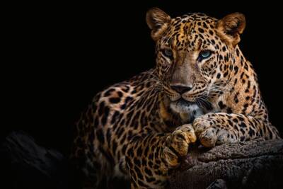 Leopardo