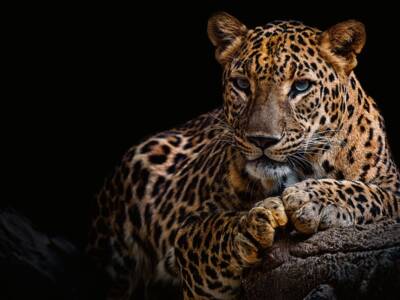 Leopardo