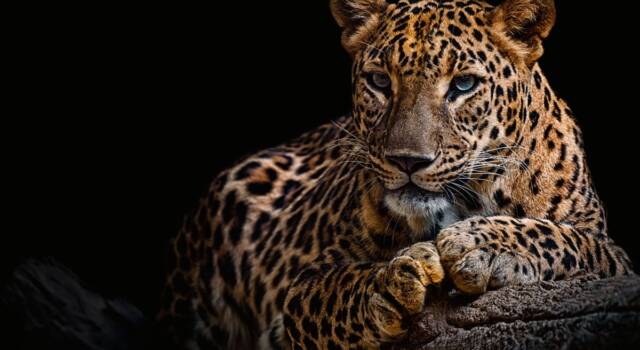 La modella Jessica Leidolph sbranata da un leopardo sul set fotografico. È in gravi condizioni