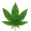 Legge sulla Cannabis alla Camera: arriva la svolta?