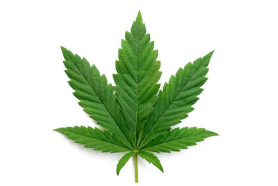 Foglia Cannabis