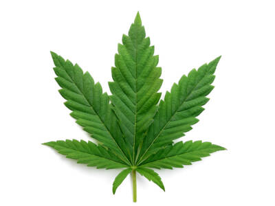 Foglia Cannabis