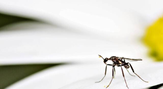 La zanzara coreana è arrivata in Lombardia: resiste al freddo e potrebbe essere pericolosa