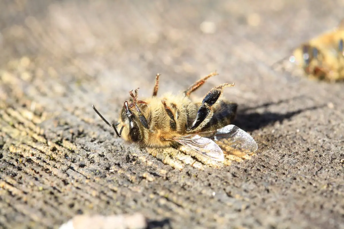 3bee