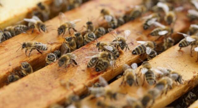 Natale a impatto zero! Scegli le api 3Bee