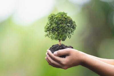 terra albero mani biodiversita natura