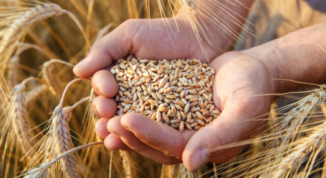 Crisi del grano, le ripercussioni della guerra in Italia