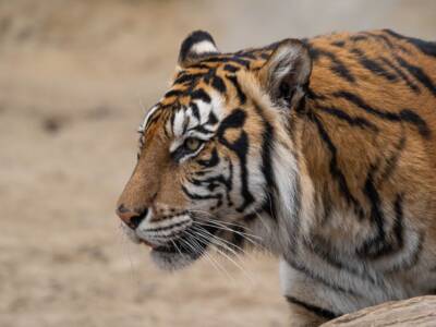 Ucraina, allarme dagli zoo: tigri, leoni e orsi saranno abbattuti