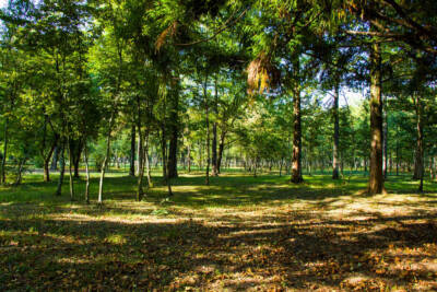 foresta alberi verde