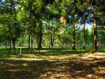 foresta alberi verde