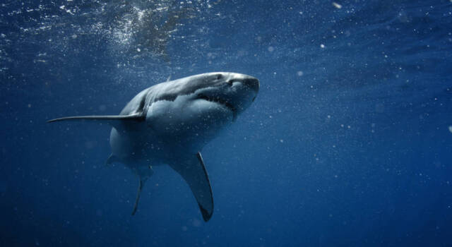 Attaccato da uno squalo nelle coste italiane: “sotto shock per due giorni”