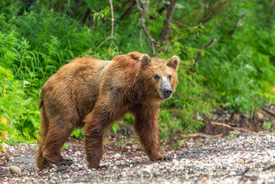 Orso bruno