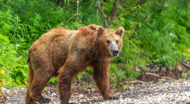 Appello di Sgarbi: &#8220;Non abbattete l&#8217;orso Mj5&#8221;