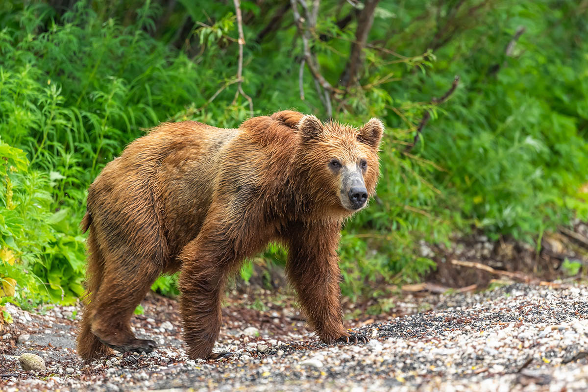 In Trentino sono stati rinvenuti i resti di un orso.