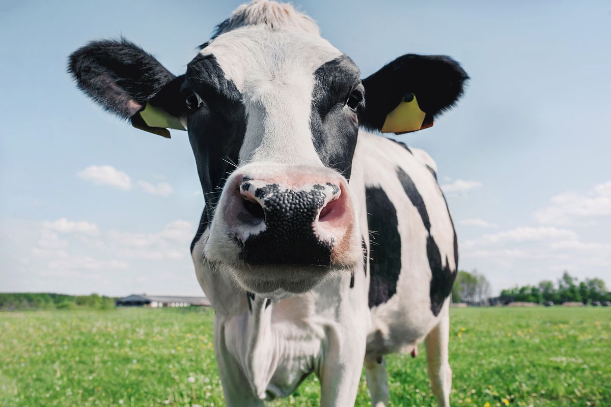 Mucca pazza, avviata inchiesta per la morte di un 61enne