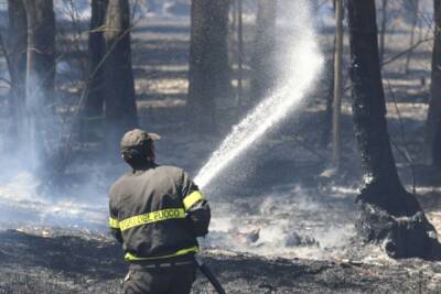 vigili del fuoco spengono incendio forestale