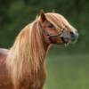 Follia a Palermo: corsa di pony in città, uno si schianta. Il VIDEO