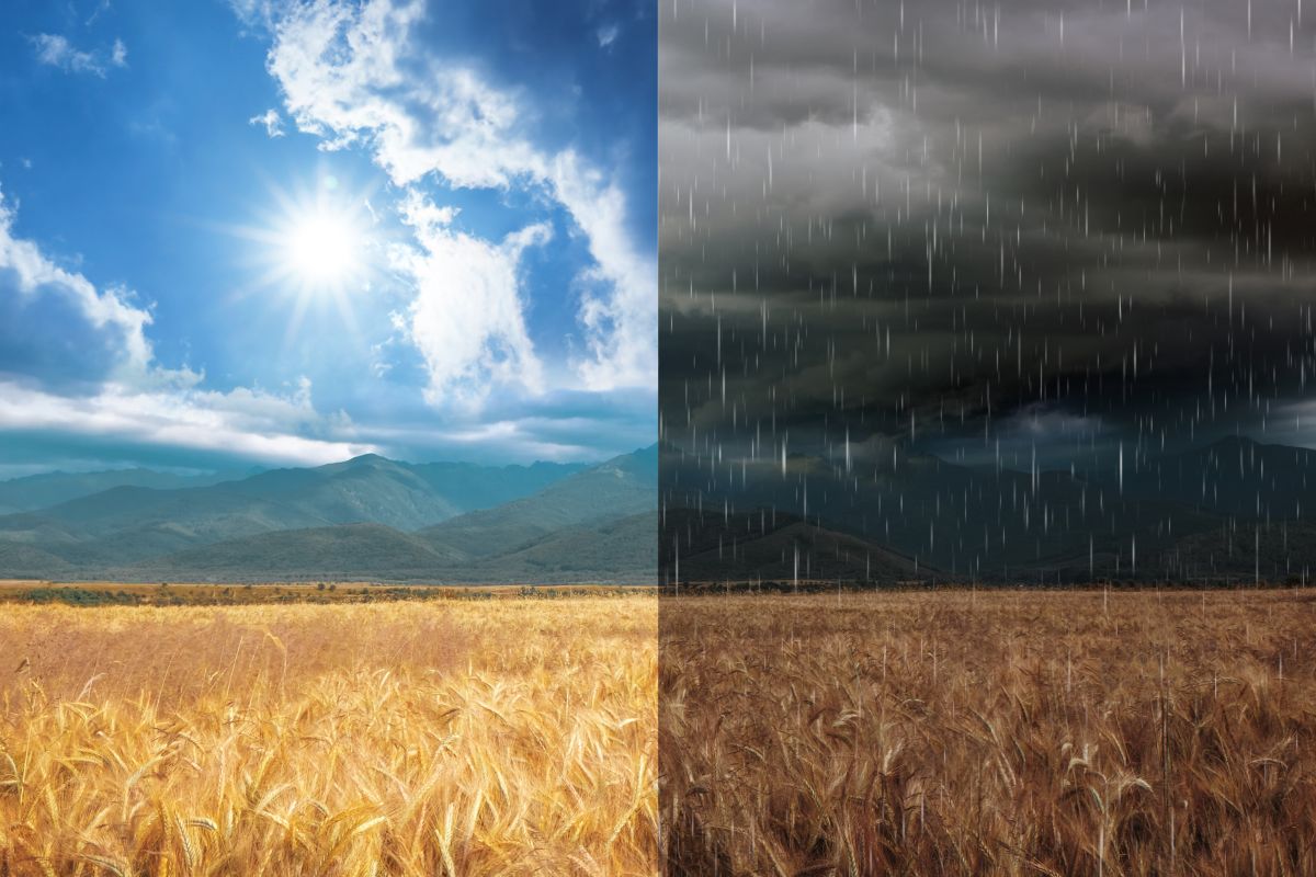 paesaggio campo di grano sole e pioggia