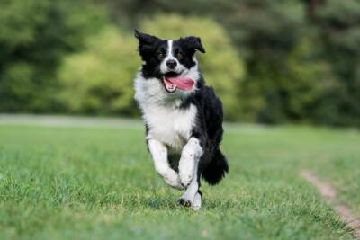 cane Border Collie