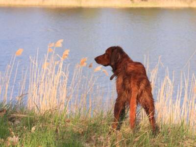 cane setter