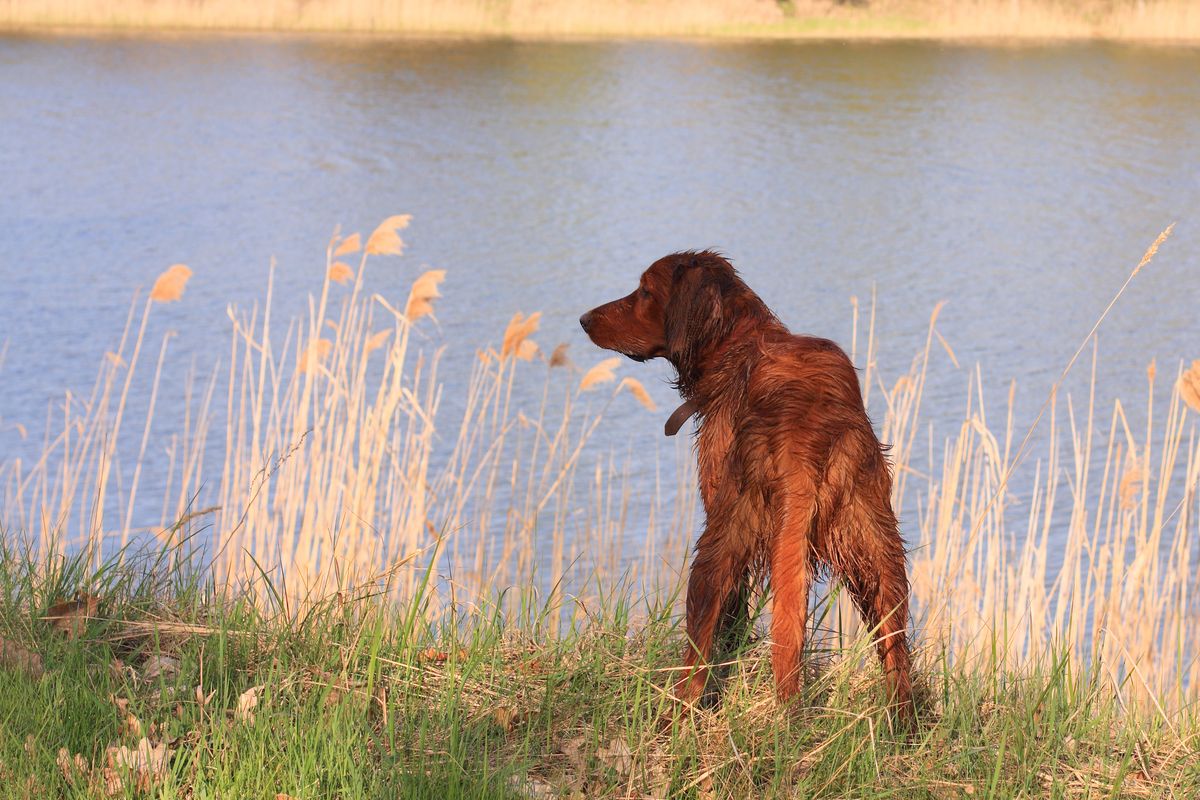 cane setter