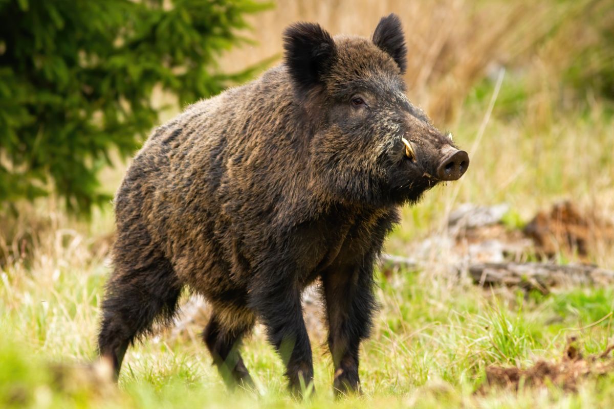 Viene ucciso da un cinghiale: l’uomo ritrovato in una pozza di sangue