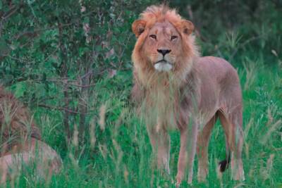 leone