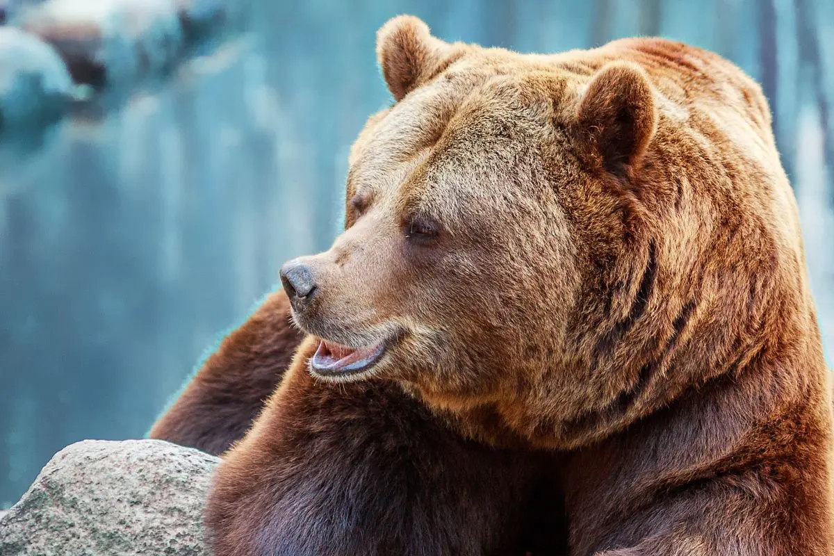 orso