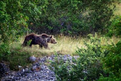 orso che cammina nella vegetazione