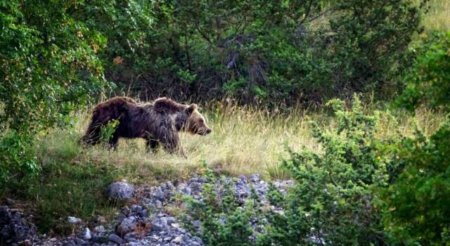 Orsi: come funziona lo spray anti-orso in arrivo in Trentino