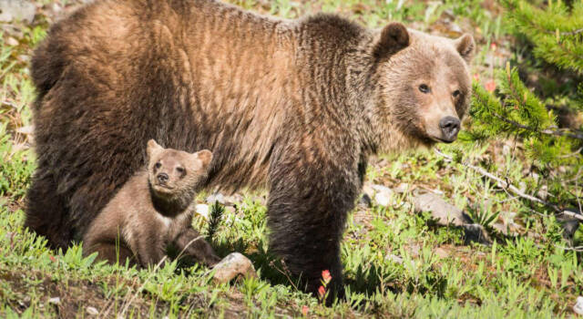 Consigliere della Lega Valle d&#8217;Aosta: &#8220;Spero che un orso aggredisca ambientalisti&#8221;. È polemica