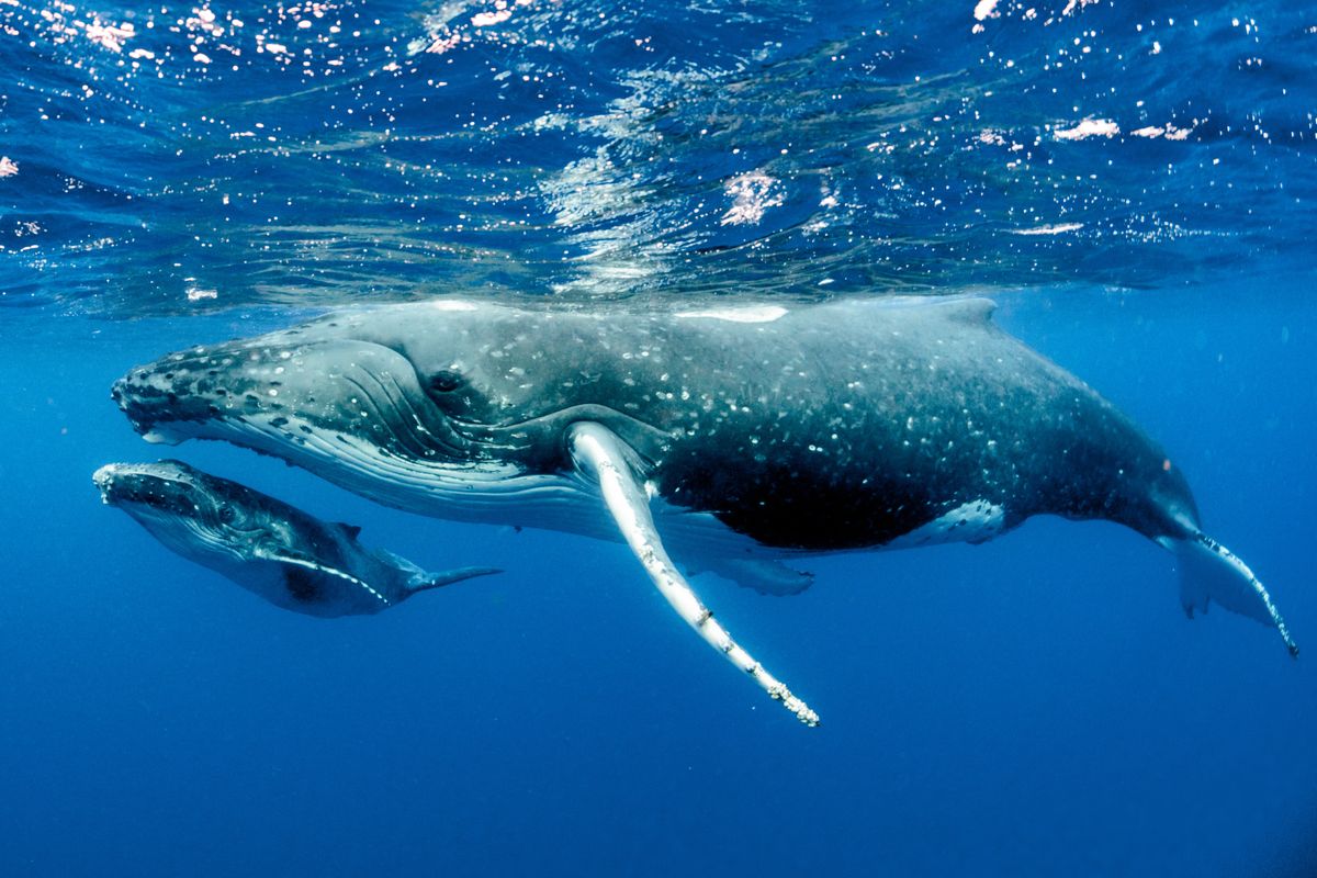 Caccia alle balene, l’Islanda annuncia la sospensione