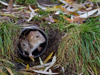 Due ratti dentro tubo in giardino