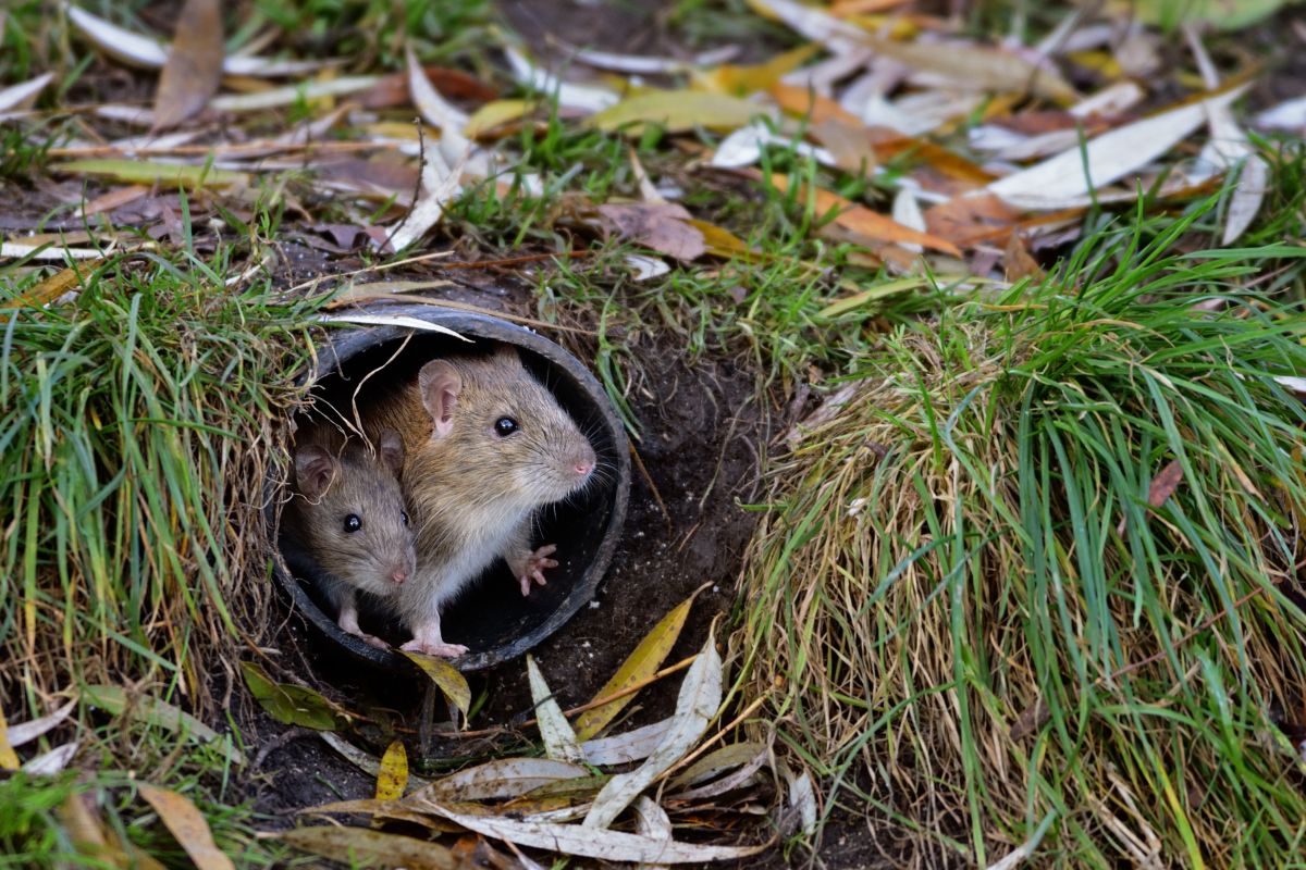 Due ratti dentro tubo in giardino
