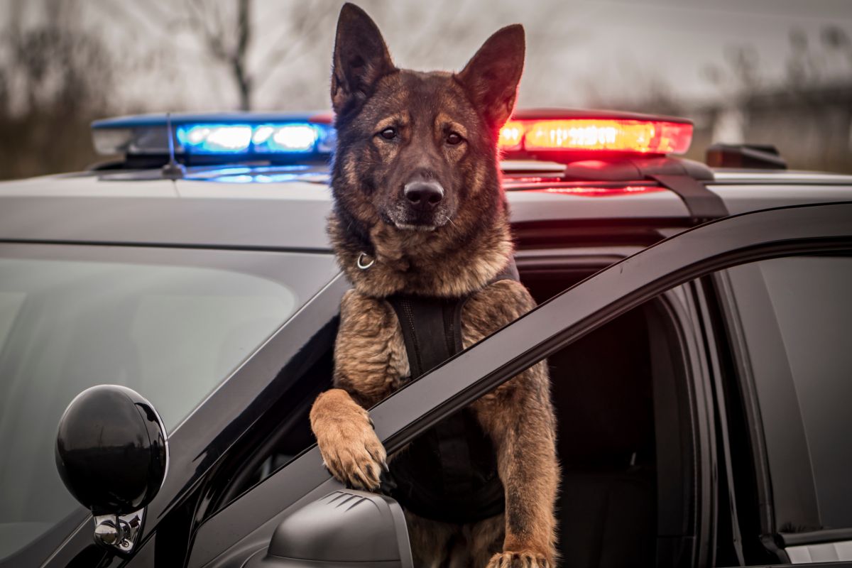 cane poliziotto
