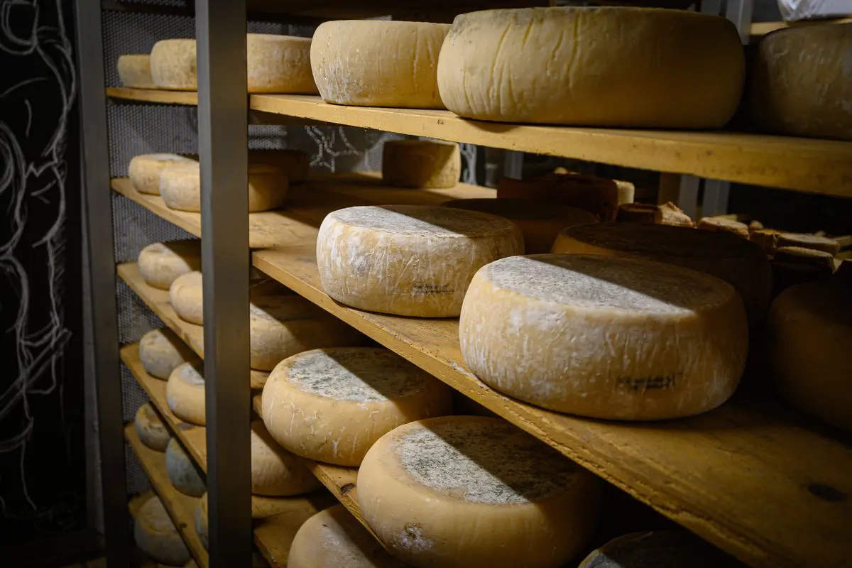 Formaggio, forme, grana padano,