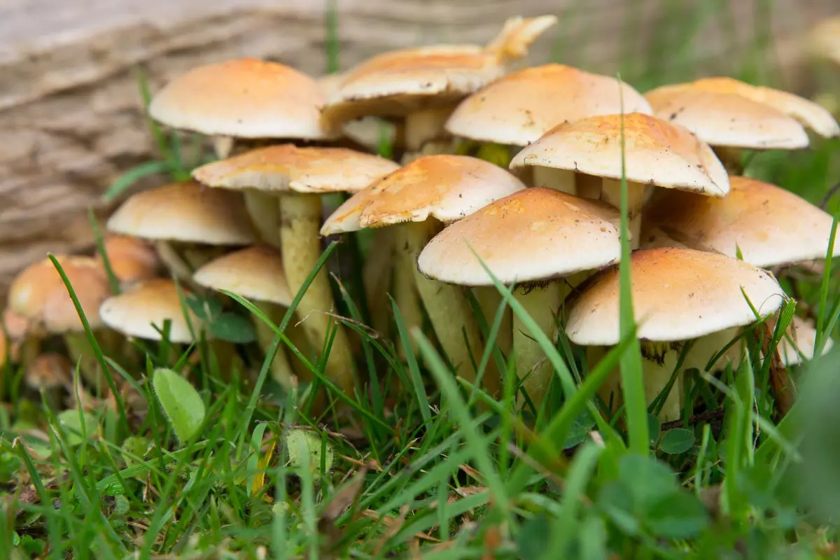Funghi
