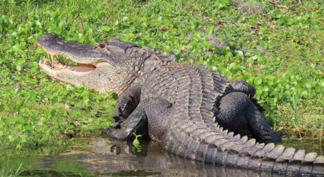 Shock: alligatore con il corpo di una donna tra le fauci