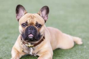 Cane bulldog francese