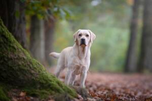 Cane labrador