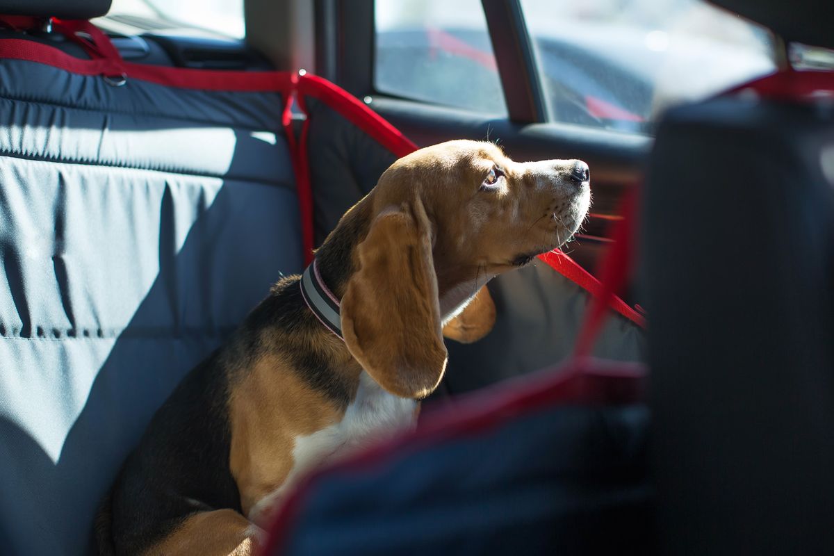 Da oggi lasciare il cane solo in auto è reato: ecco la nuova legge