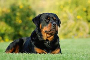 rottweiler