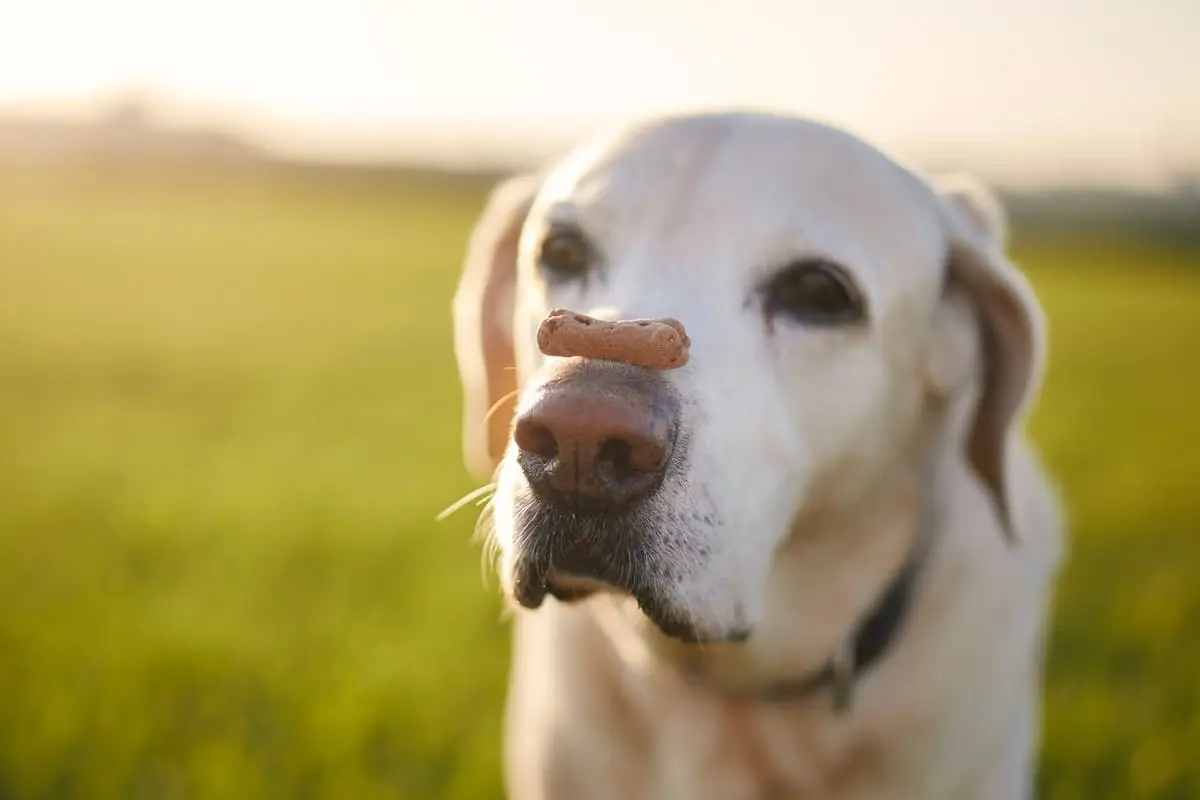 labrador crocchetta cibo cane